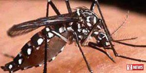 ගත වූ මාස කිහිපය තුළදී ඩෙංගු රෝගීන් 63,500 ක්