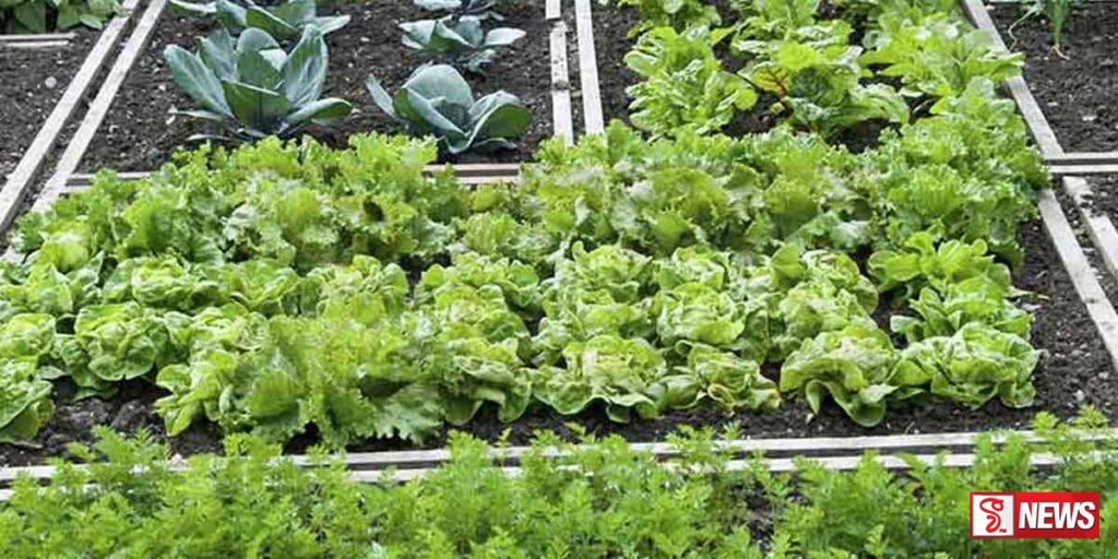 හරිතාගාර එලවලු වගාව සඳහා ලක්ෂ 5 ක ආධාරයක්