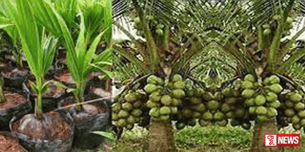 ජාත්යන්තර පොල් දිනය අද