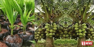 ජාත්යන්තර පොල් දිනය අද