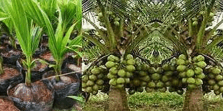 ජාත්යන්තර පොල් දිනය අද