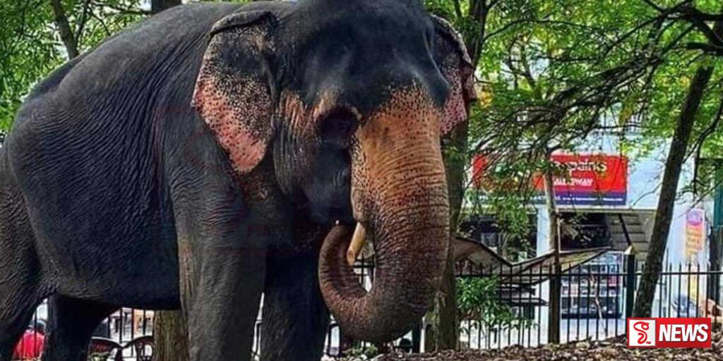 සීතා ඇතින්නට වෙඩි ප්රහාරයක්