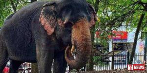 සීතා ඇතින්නට වෙඩි ප්රහාරයක්