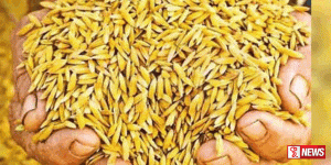 රජය වී මිලදි ගැනීම ආරම්භ කළද වී මිල ඉහළට