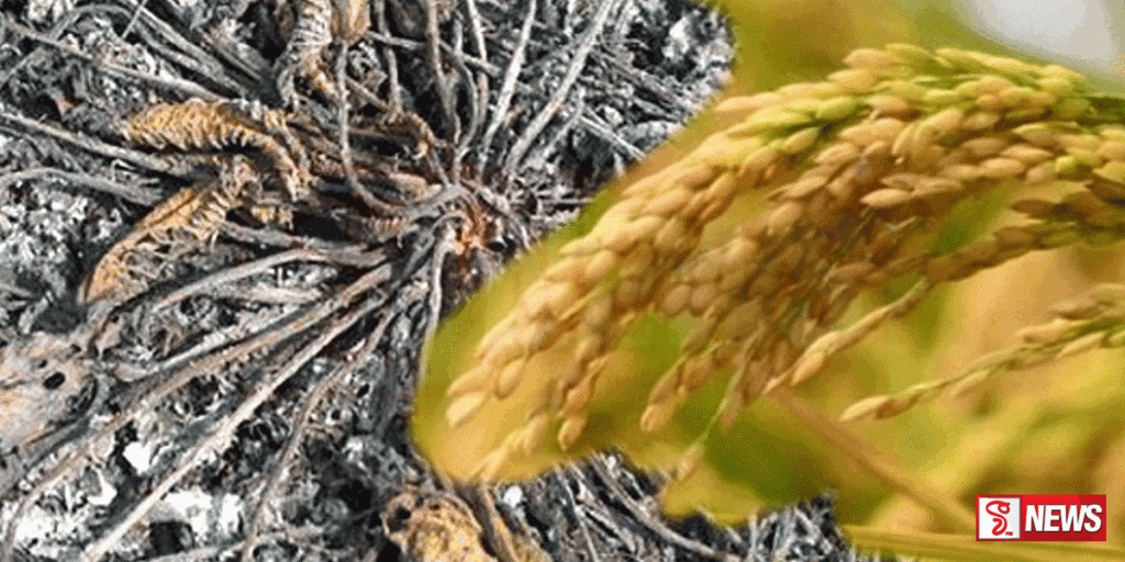 නියඟය හේතුවෙන් යල කන්නයට හානි