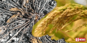 නියඟය හේතුවෙන් යල කන්නයට හානි