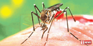 ඩෙංගු යලි හිස ඔසවයි