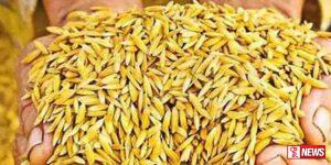 වී මිල දී ගැනීම තාවකාලිකව අත්හිටුවයි