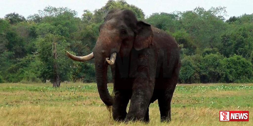 අග්බෝට යලි වෙඩි ප්රහාරයක්