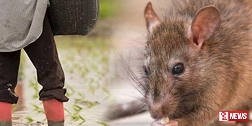 මී උණ ව්යාප්තිය වැඩිවීමක්