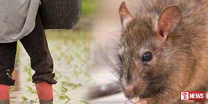 මී උණ ව්යාප්තිය වැඩිවීමක්