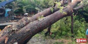 අධිබලැති විදුලි රැහන් මතට රූස්ස ගසක් කඩා වැටෙයි (වීඩියෝ)