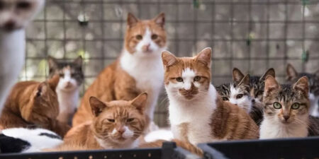 එළු සහ ඌරු මස් වෙනුවට බළල් මස්