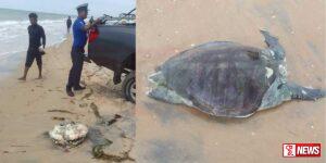 මන්නාරම් වෙරළට ගොඩ ගැසූ මළ සිරුරු