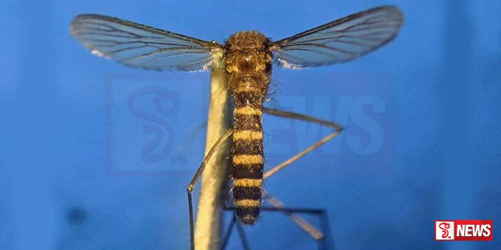 ලෝක මැලේරියා දිනය සමරයි