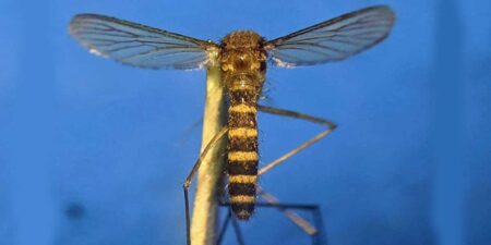 ලෝක මැලේරියා දිනය සමරයි