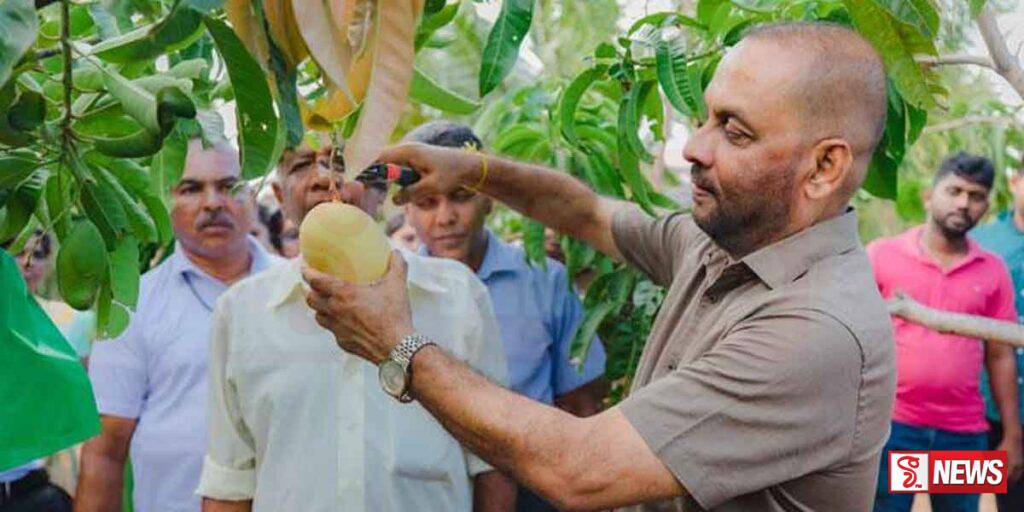යාපනයේ කෙසෙල් හා අඹ ව්යාපෘතිය ඉතාමත් සාර්ථකයි