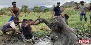 මඩේ එරුනු අලි පැටවා බේරා ගත් මෙහෙයුම