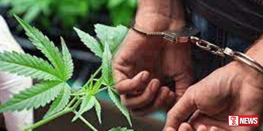 ගෙවත්තේ ගංජා වැවූ විශ්ව විද්යාල ආරක්ෂක නිලධාරියා මාට්ටු