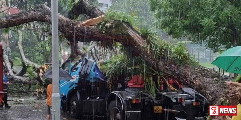 කොළඹ නගරයේ අනතුරුදායක ගස් සම්බන්ධයෙන් ක්රියාමාර්ග