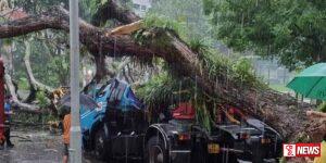 කොළඹ නගරයේ අනතුරුදායක ගස් සම්බන්ධයෙන් ක්රියාමාර්ග