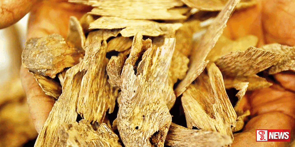 වල්ලපට්ට කිලෝග්රෑම් 50ක් සමග පුද්ගලයෙකු අත්අඩංගුවට