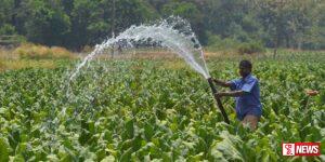 මඩුවන්වෙල නින්දගමවත්තෙන් අක්කර 87කට වැඩි ප්රමාණයක් දුම්කොළ සමාගමට