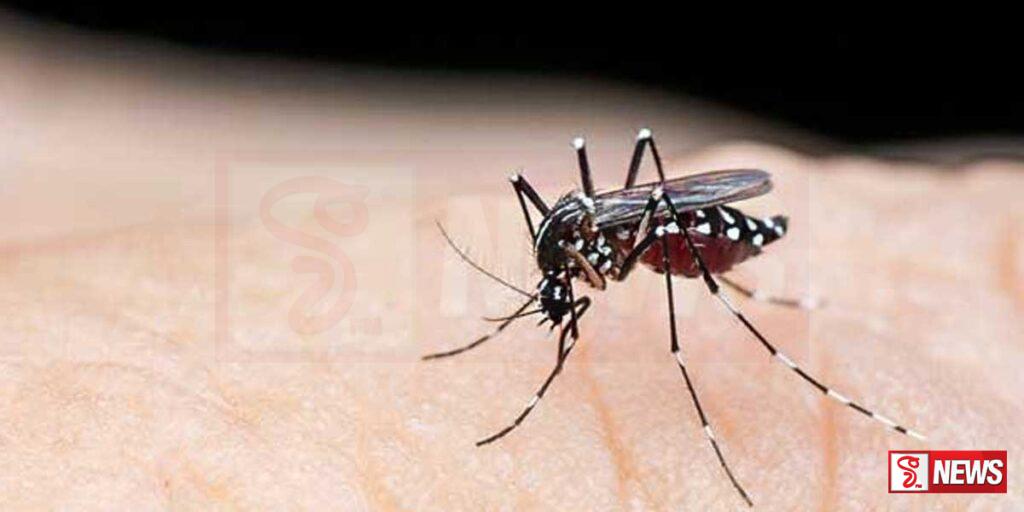 වර්තමානයේ ඩෙංගු රෝගයේ වැඩි වර්ධනයක්
