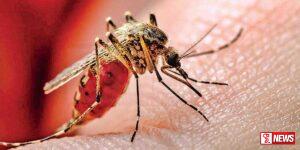 ඩෙංගු රෝගීන් 70,000 කට ආසන්න සංඛ්යාවක් හඳුනාගනී