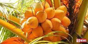 තැඹිලි අපනයනය සියයට 117 කින් ඉහළට