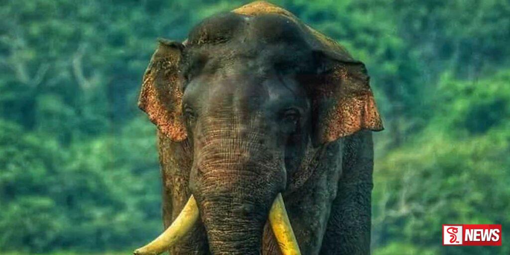 අග්බෝ නිවාස කඩා දමා ආහාර සොයයි.