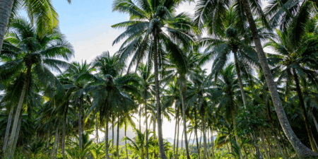 පොල් නිෂ්පාදනය පහතට