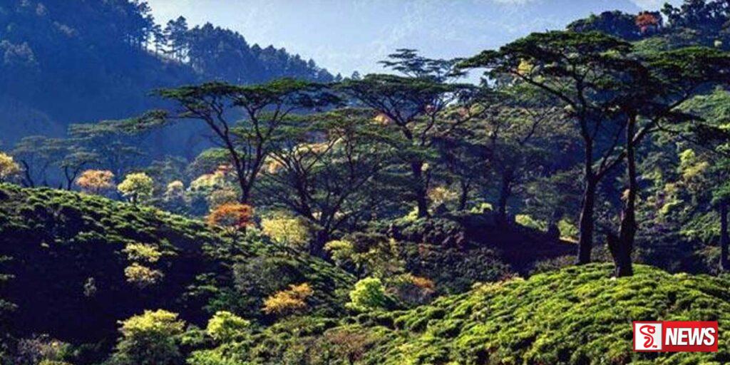 නකල්ස් රක්ෂිතය ලෝක උරුම ලැයිස්තුවෙන් ඉවත්වීමේ අවදානමක්