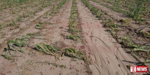 වගා හානී වූ ගොවීන්ට වන්දි ලබාදීම හෙට සිට