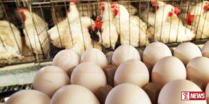 බිත්තර මිල යළි ඉහළට