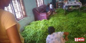 තිරප්පනෙන් මිරිස් වාර්තාවක්