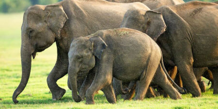 අද අප්රේල් 1-අලි වැටක් හදන්න ගස් 5726ක් කපයි