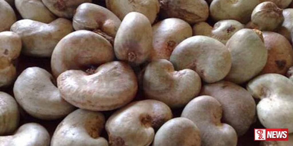 ලෙලි කජු ආනයනයට කැබිනට් අනුමැතිය