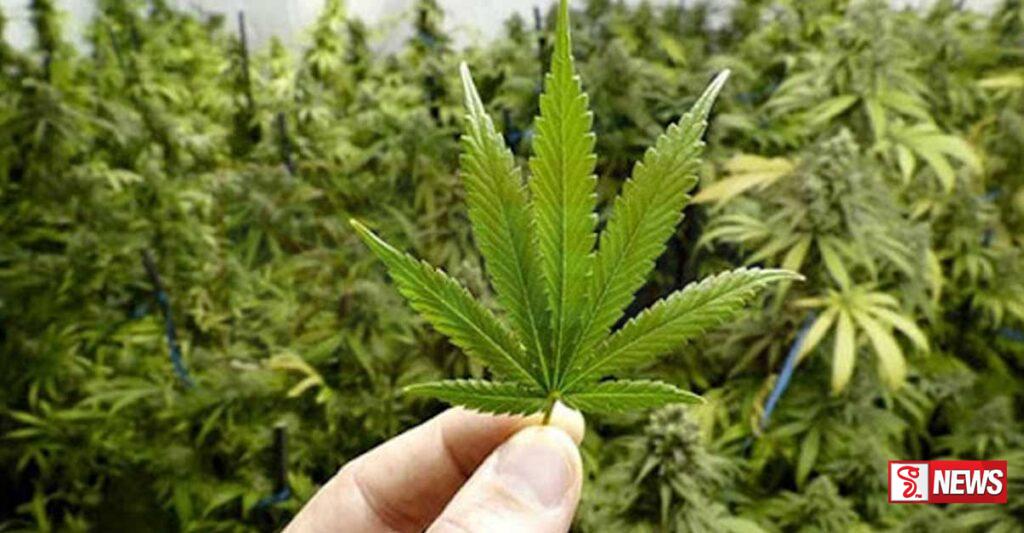 කංසා වගාව ගැන කැබිනට් පත්රිකාවක් කැබිනට් මණ්ඩලයට