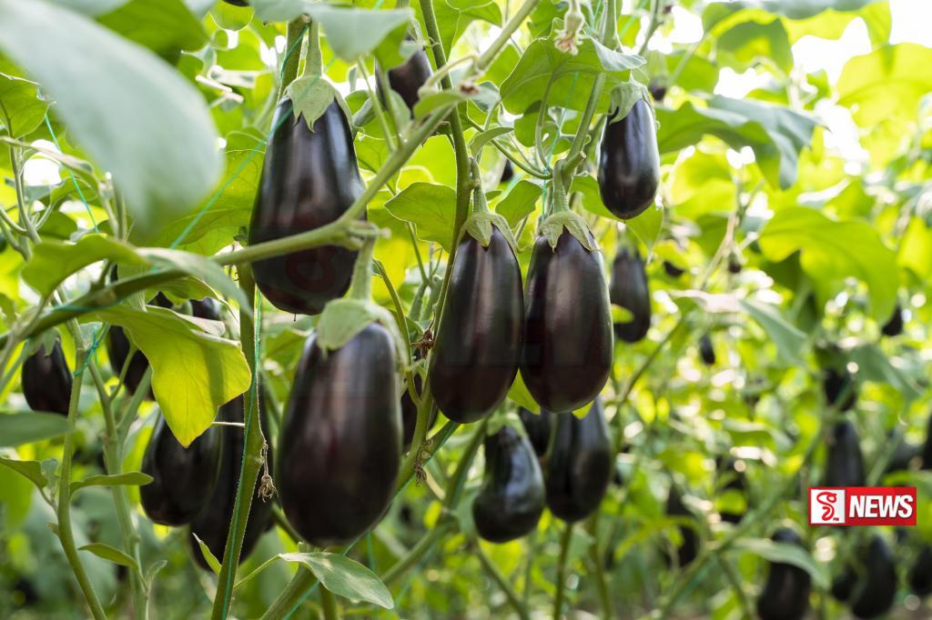 වම්බටුවල මිනිසාට අහිතකර කෘමිනාශක