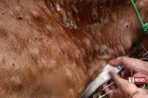 ගවයින් අතර මාරාන්තික වසංගතයක්