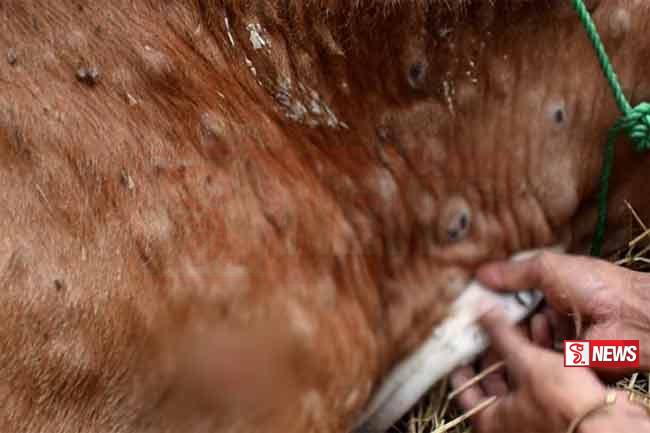 ගවයින් අතර මාරාන්තික වසංගතයක්