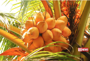 තැඹිලි වගාව ප්රචලිත කෙරේ