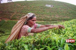 වතුකම්කරු වැටුප ඉහලට