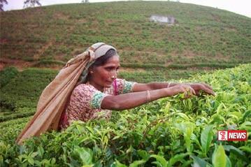 වතුකම්කරු වැටුප ඉහලට