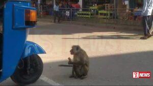 රිලවුන්ගෙන් ව්යාපාර කටයුතු බේරා ගැනිමට ව්යාපාරිකයන් උපක්රමයක් භාවිතා කරයි