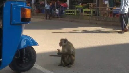 රිලවුන්ගෙන් ව්යාපාර කටයුතු බේරා ගැනිමට ව්යාපාරිකයන් උපක්රමයක් භාවිතා කරයි