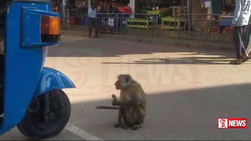 රිලවුන්ගෙන් ව්යාපාර කටයුතු බේරා ගැනිමට ව්යාපාරිකයන් උපක්රමයක් භාවිතා කරයි