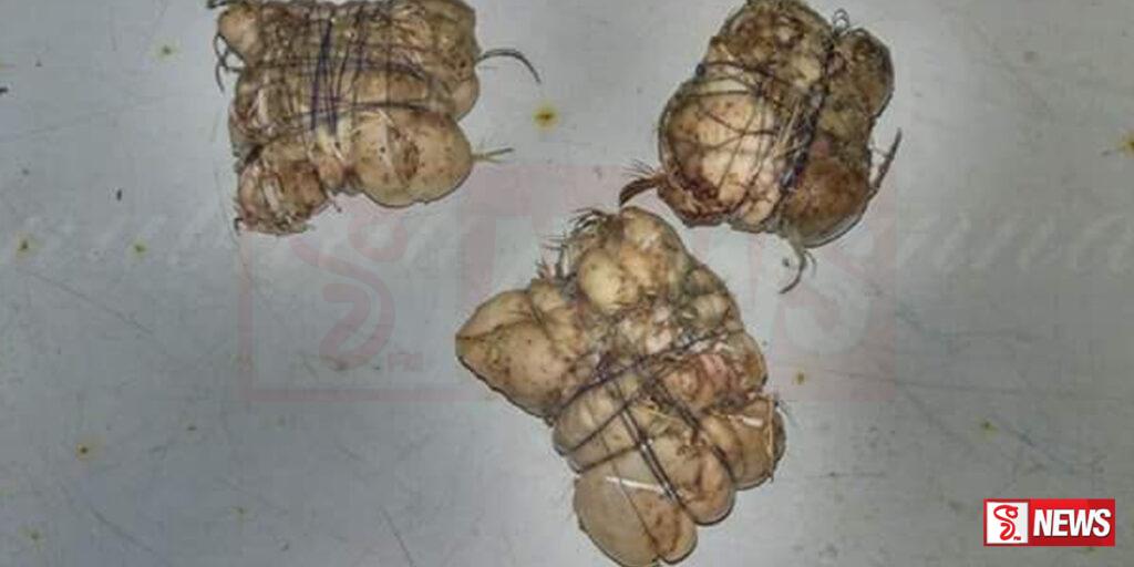 හක්කපටස් පුපුරා දරුවෙකුට බරපතළයි