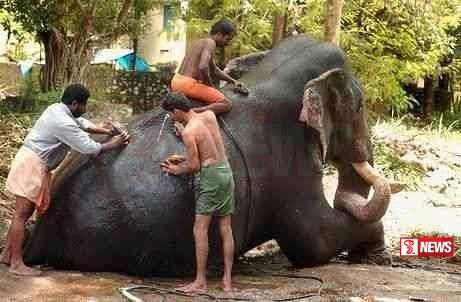 ඉතිහාසයේ පළමු වරට වරුණ අභිජනන මධ්යස්ථානයක්